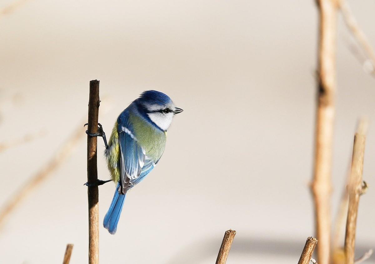 Blaumeise auf einem Zweig